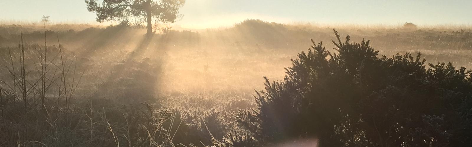 A sunlit photograph of the Pebblebed Heaths