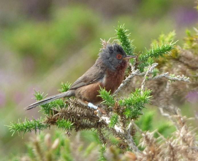 Dartford Warbler