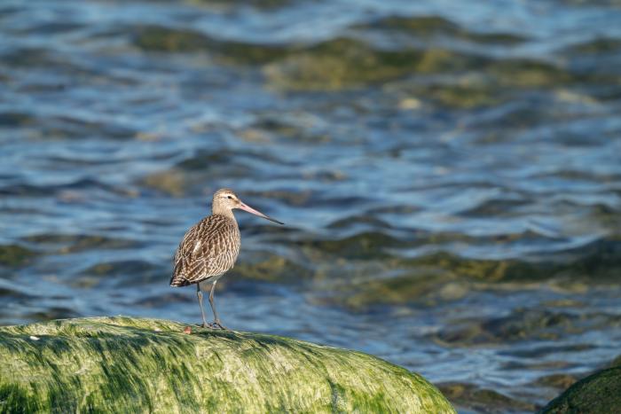 A photo of a Bar-tailed Godwit