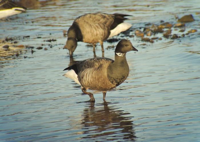 A photo of a Dark-bellied Brent Goose - photo courtesy Lee Collins