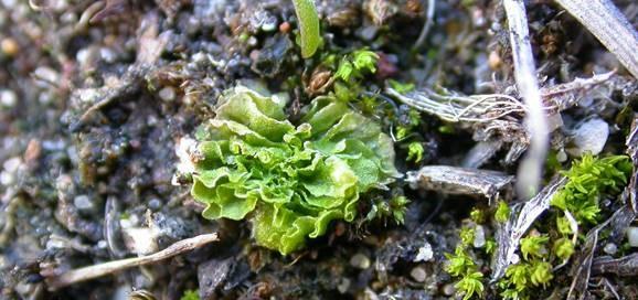 A photo of Petalwort - photo courtesy R.V. Lansdown