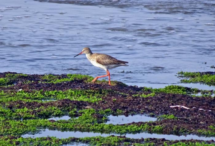 A photo of a Redshank