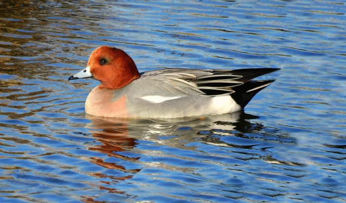 A photo of a male Wigeon