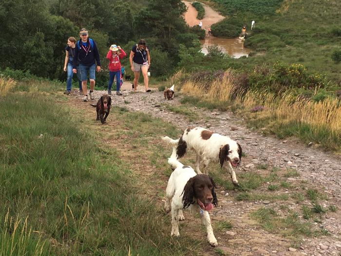 A photo of dogs keeping to the track on the heaths