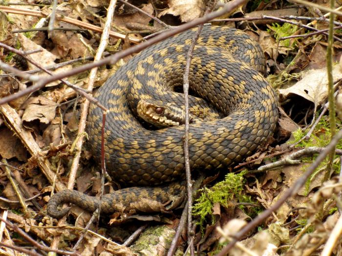 A photo of a female Adder - credit Kim Strawbridge