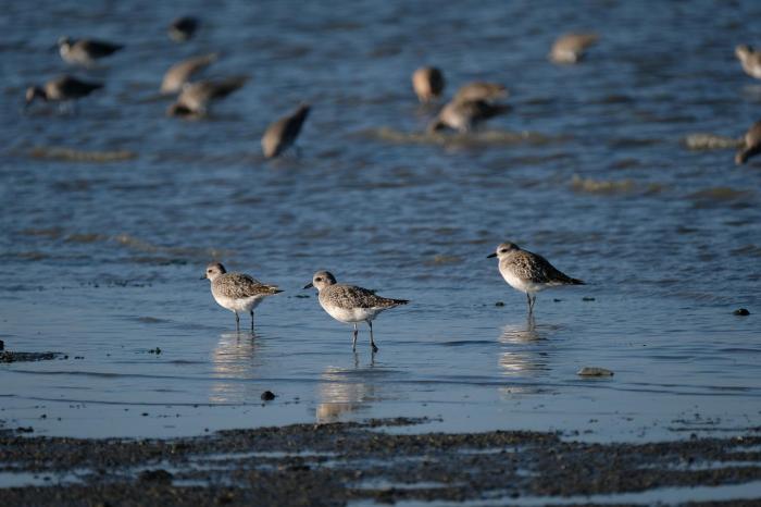 Photo of Grey Plover near shoreline