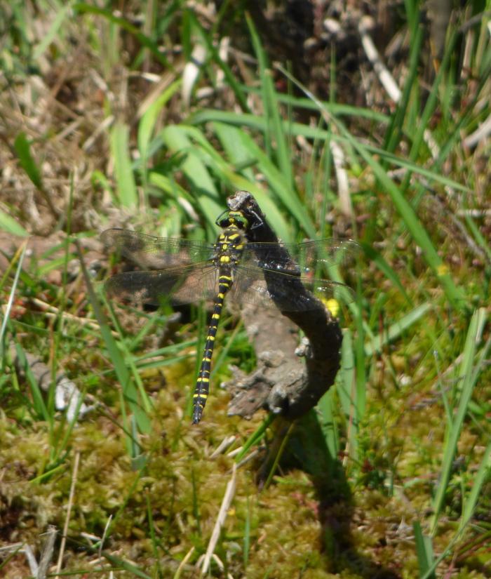 A photograph of a Golden-ringed Dragonfly at Bystock