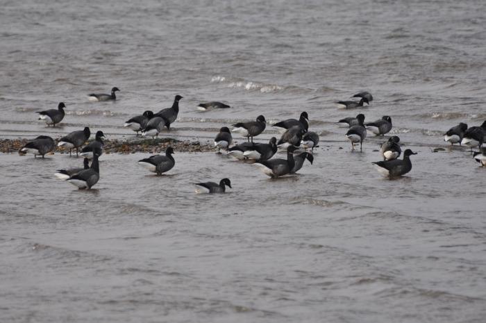 brent geese