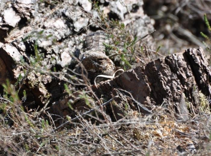 A nightjar camouflaged on a tree stump