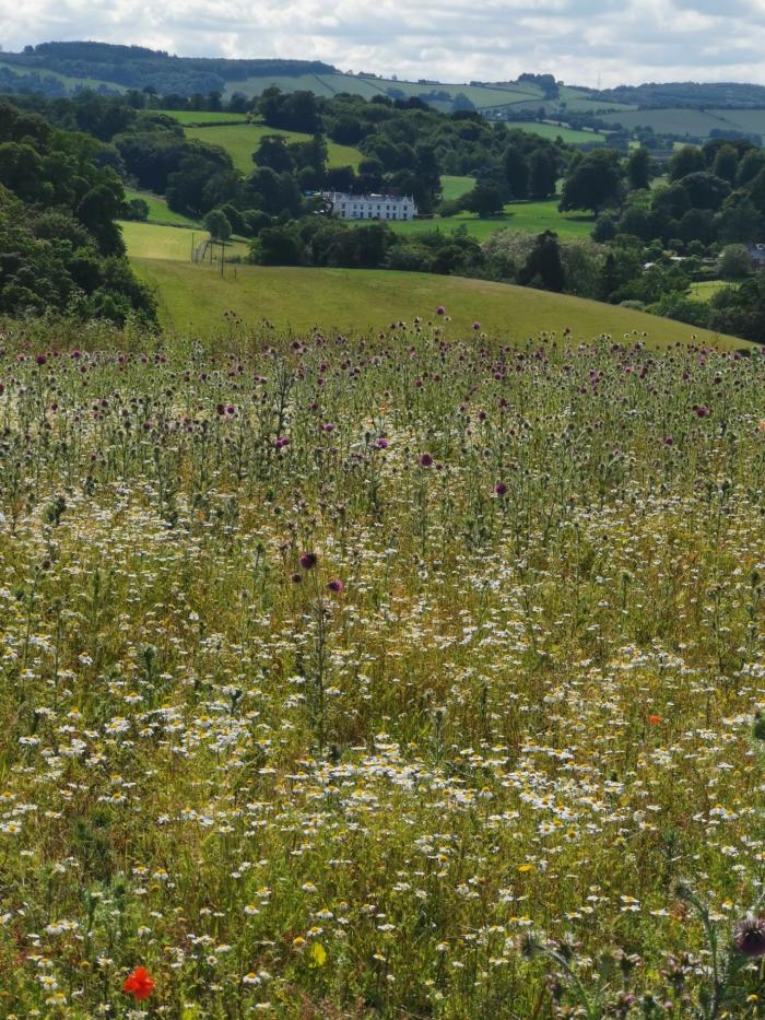 Wildflower meadow at ridgetop