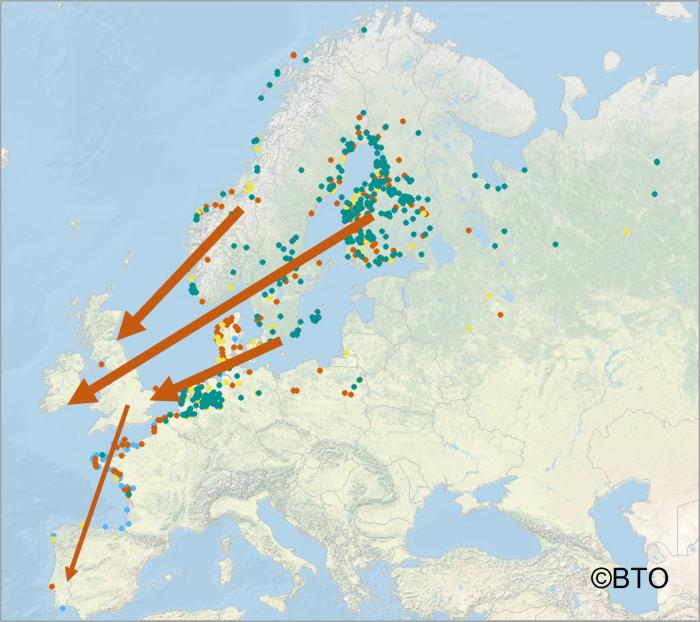 A map showing routes of Curlew migration to and from the UK