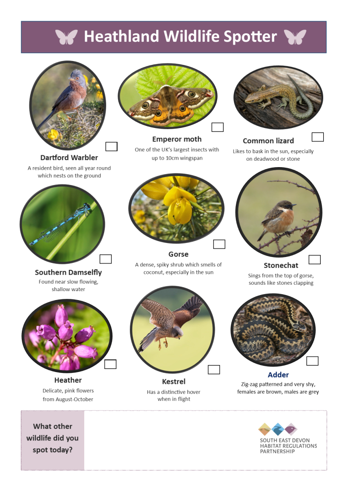 A summer spotter sheet for Heathland wildlife