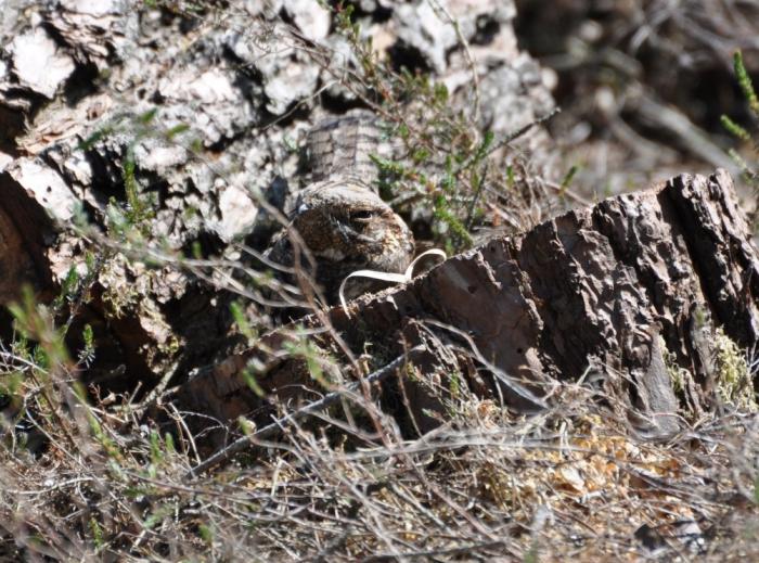 A photo of a Nightjar sitting camouflaged on a conifer stump.