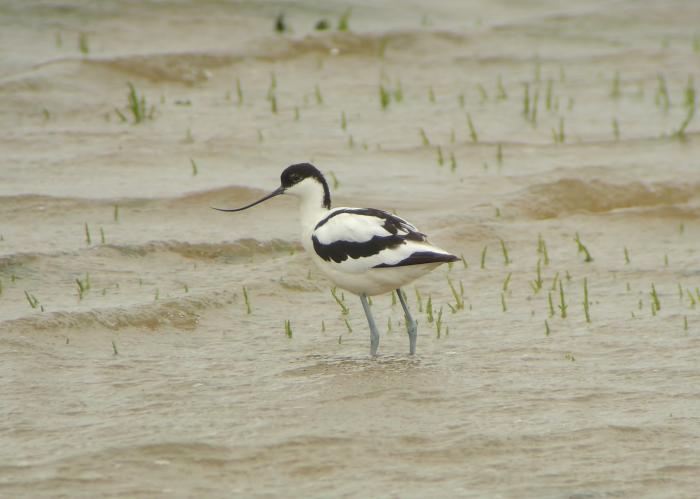 avocet