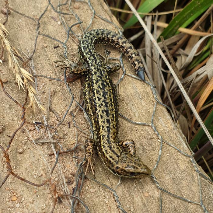 Common Lizard