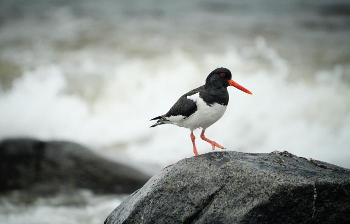 Oystercatcher