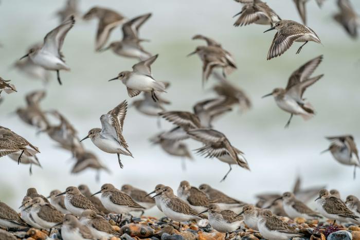 Dunlin