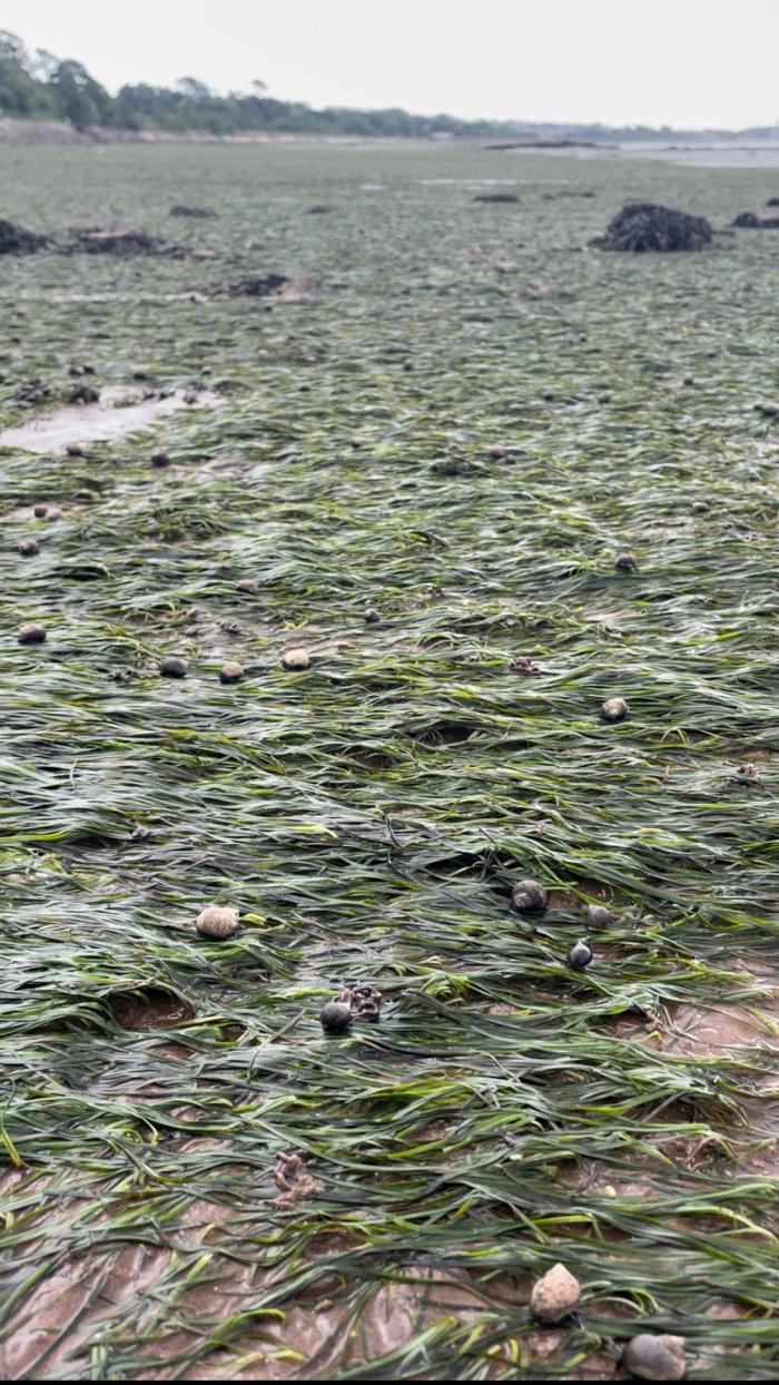 Eelgrass at Exmouth Wildlife Refuge