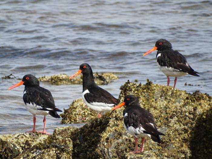 Oystercatchers