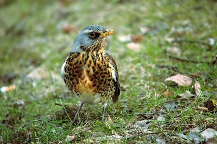 A photo of a Fieldfare