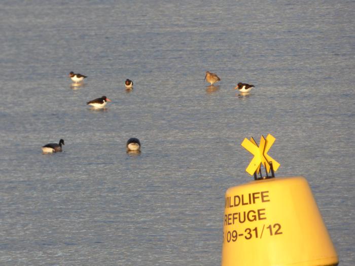 Wildlife refuge marker and buoy photo