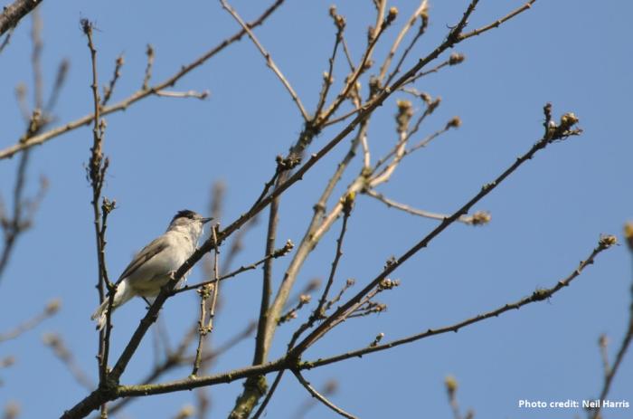 A male Blackcap photo