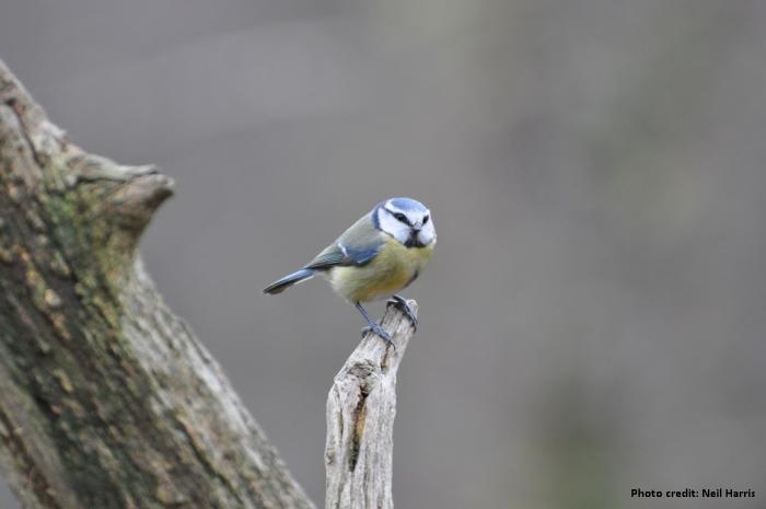 A Blue Tit photo