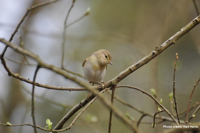 An inquisitive Chiffchaff photo