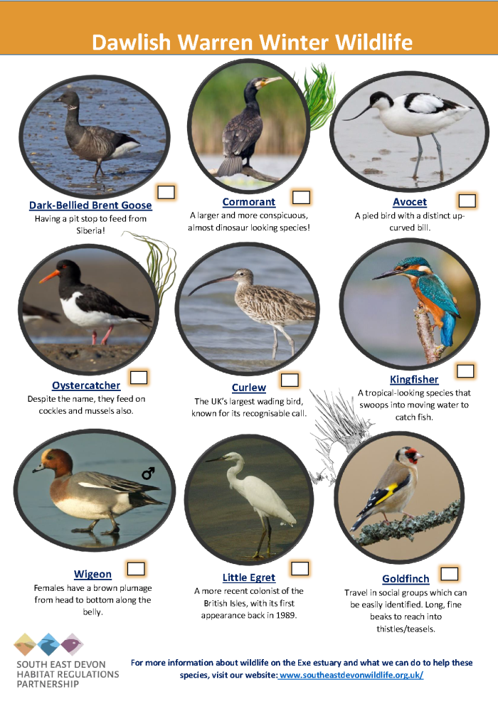 Dawlish warren winter spotter sheet