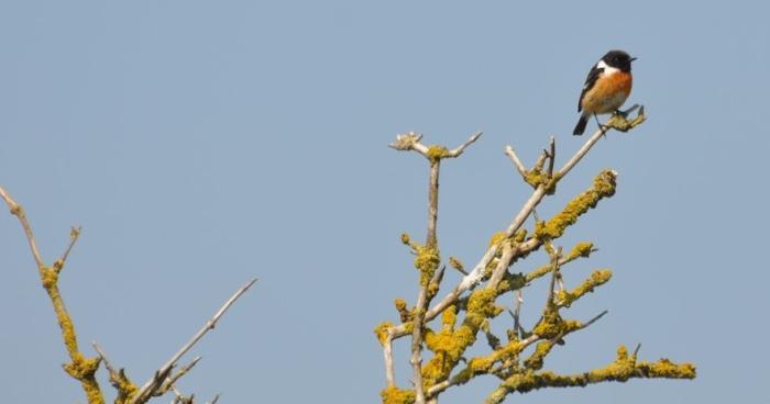 Male stonechat photo