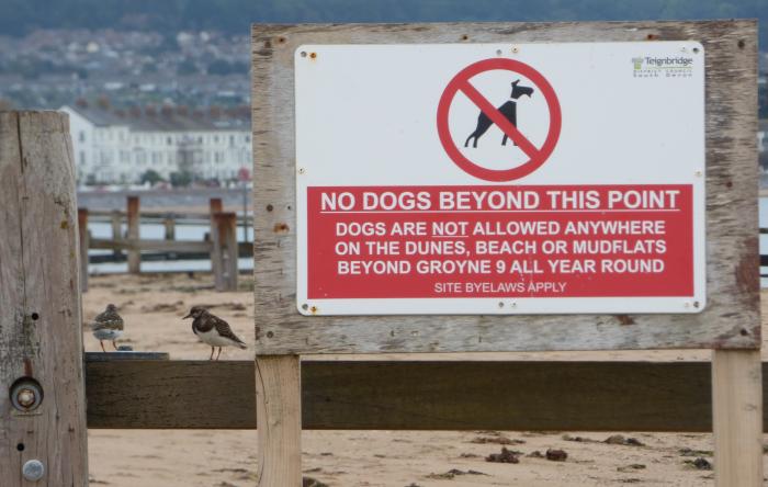 No dogs past groyne 9 at Dawlish Warren photo