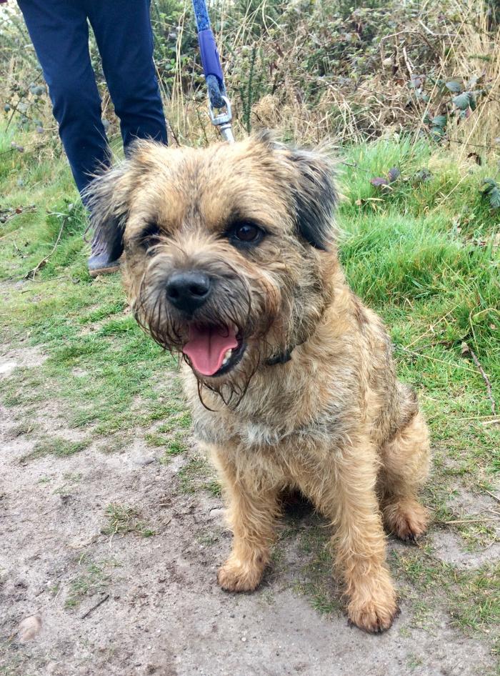 George the dog on a lead