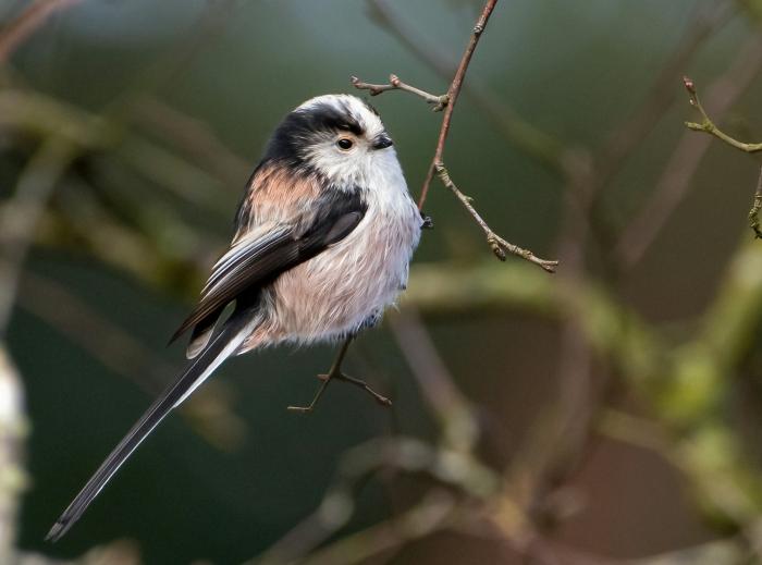 Long-tailed Tit photo