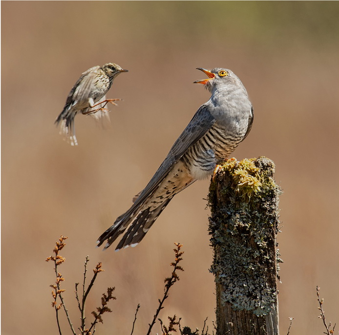 A photo of a Meadow Pipit feeding a Cuckoo, copyright Phillipa Wheatcroft