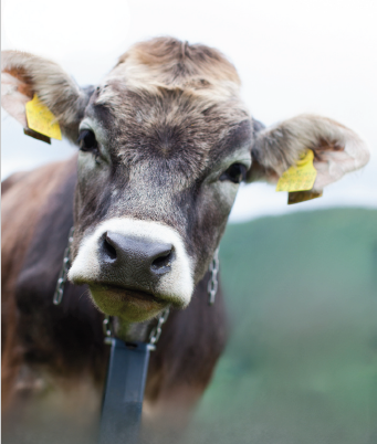 Cow with a radio collar