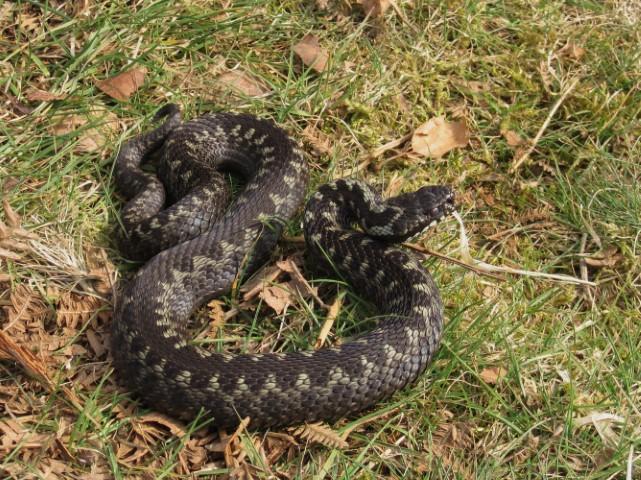 male adder