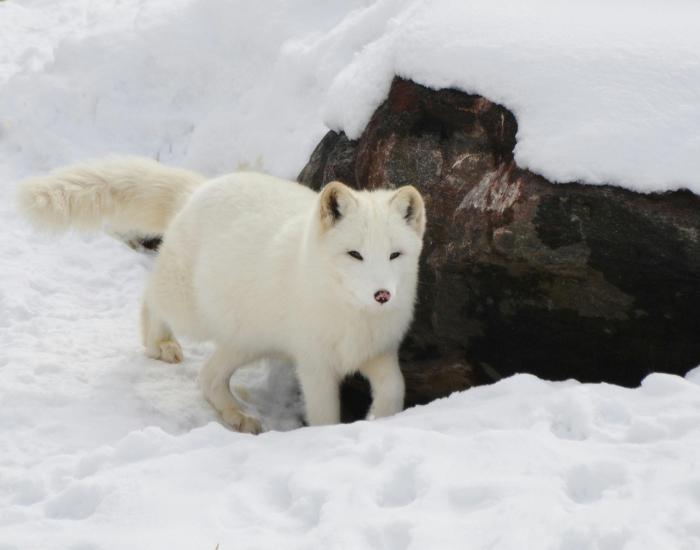 An Arctic Fox amongst snow