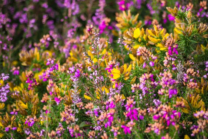 A mixture of gorse and heather