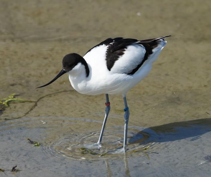 A photo of an Avocet