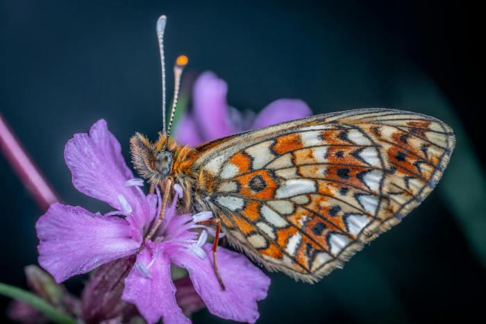 A photo of a marsh fritillary butterfly