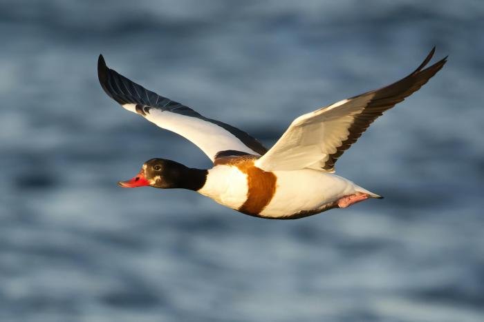 A photo of Shelduck in flight