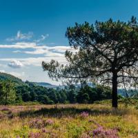 Woodbury Common