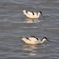 A photo of some Avocet - photo courtesy Neil Harris