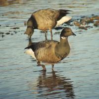 A photo of a Dark-bellied Brent Goose - photo courtesy Lee Collins