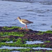 A photo of a Redshank