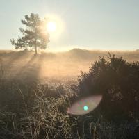 A sunlit photograph of the Pebblebed Heaths