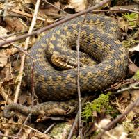 A photo of a female Adder - credit Kim Strawbridge