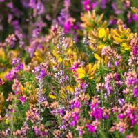 A photograph of gorse and heather