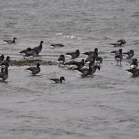 brent geese