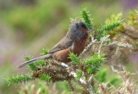 Dartford Warbler